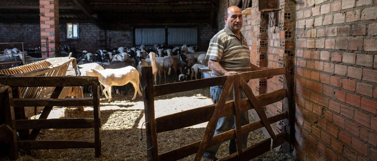 Demetrio Fernández Santos que perdió 210 animales bajo las llamas. | |  ANA BURRIEZA