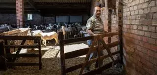 Los incendios asestan un golpe mortal al ovino de Zamora: crece el temor a una gran desbandada