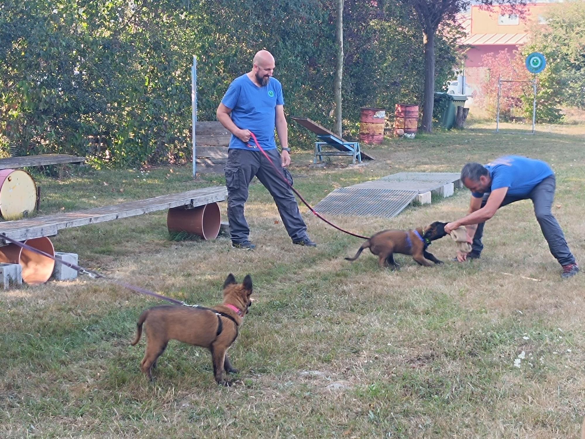 Así entrenan los nuevos integrantes de la Unidad Canina de Rescate del Principado