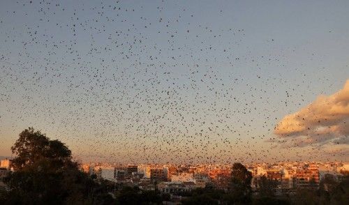 El espectáculo de los estorninos en Torrevieja