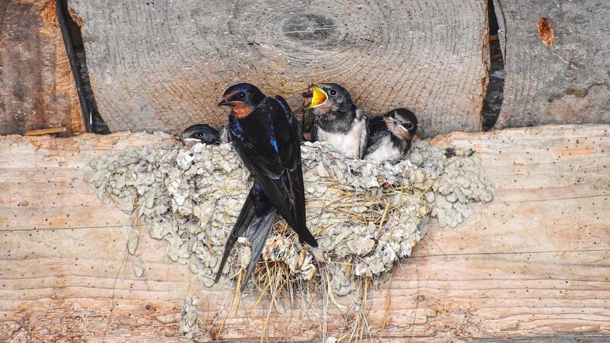 Las aves urbanas, en peligro por la destrucción de nidos
