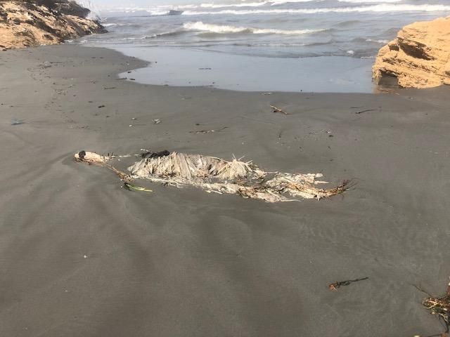 Llegan atunes muertos a las playas de La Manga