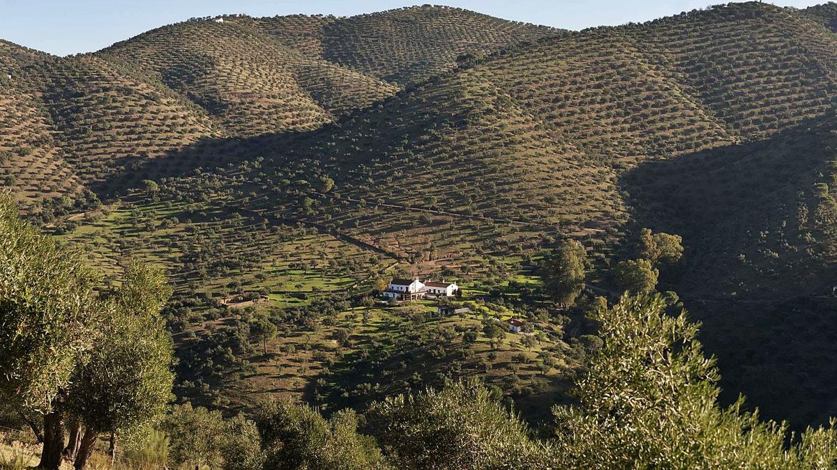 Olivar de sierra situado en la provincia de Córdoba. La PAC recogerá ayudas para este tipo de producción por primera vez.
