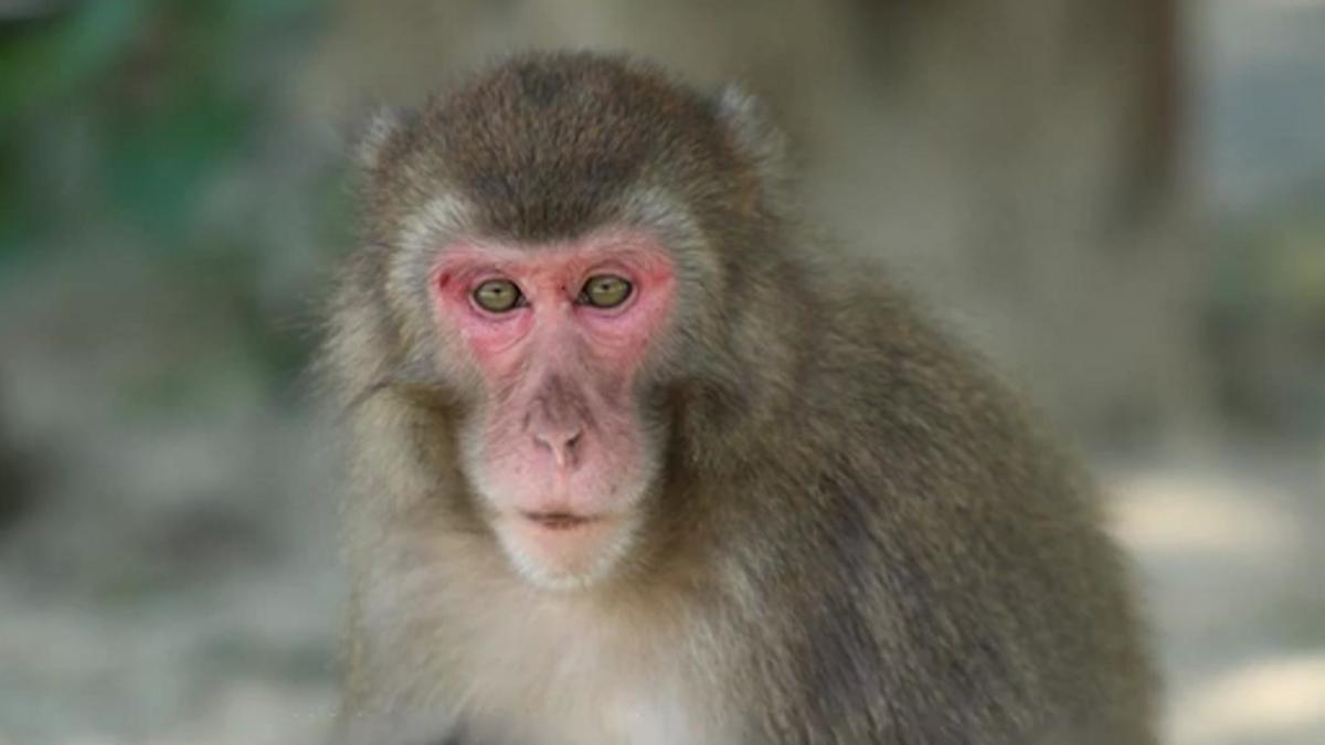 Yakei, primera hermbra alfa de un santuario de macacos japonés