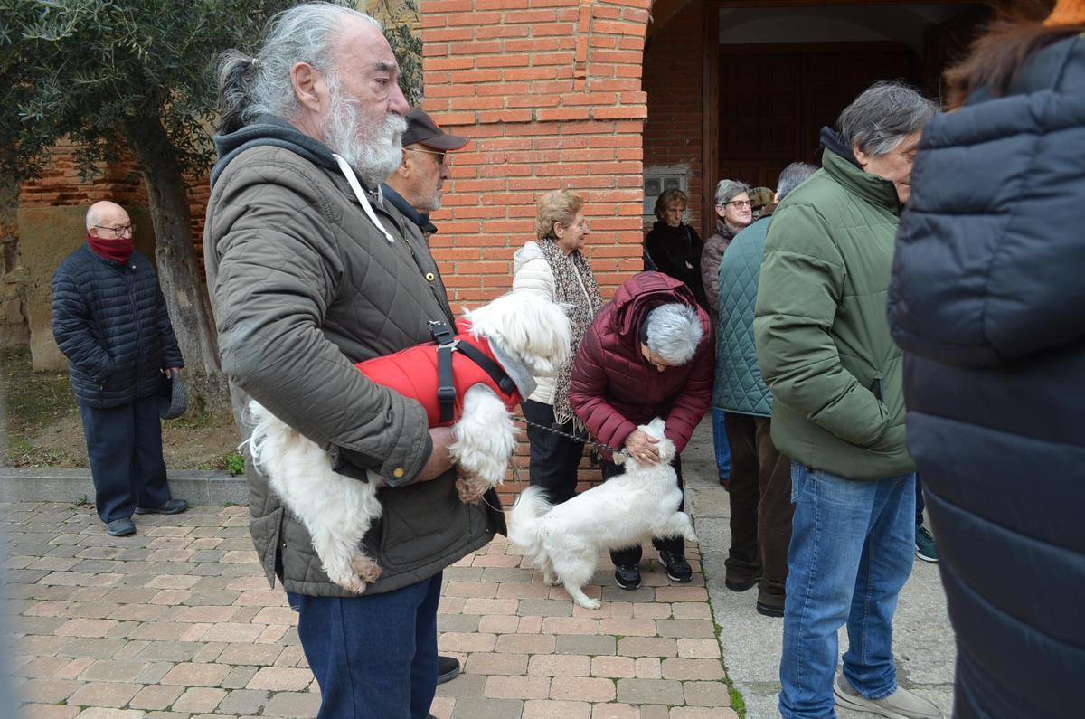 Fiesta de San Antón, en Santa Cristina.