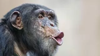 Científicos confirman algo inesperado: chimpancés en “guerra civil” tras separarse un grupo de antiguos aliados