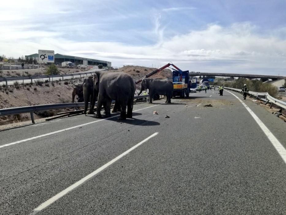 Un camión cargado con elefantes vuelca en la A-30