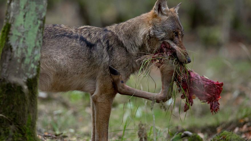 Archivo - Imagen de un lobo alimentándose.