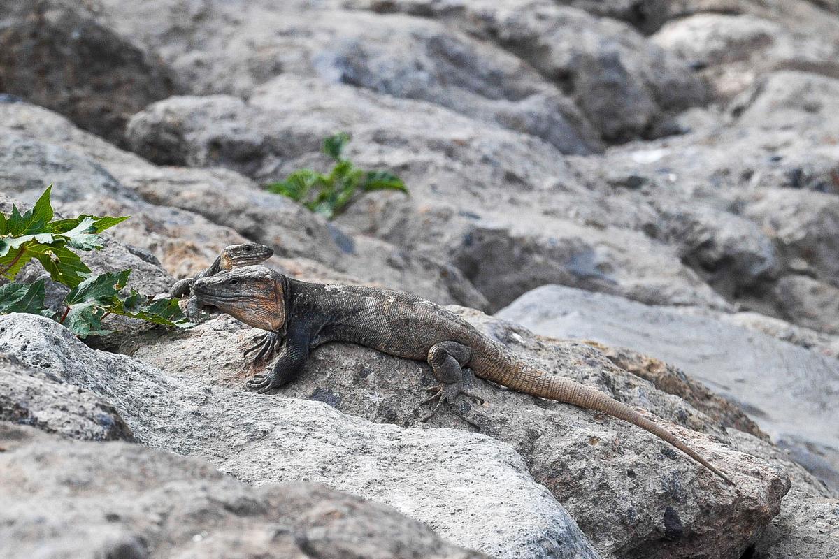 Dos lagartos en el lagartario de Tamaraceite.