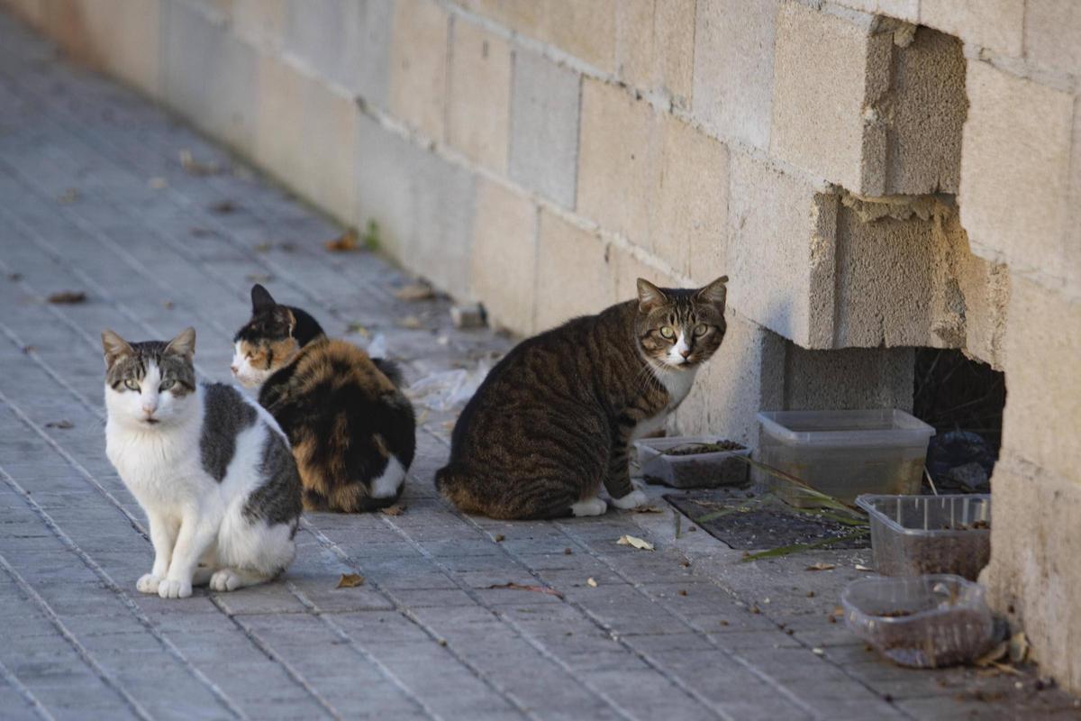 Foto de archivo de una colonia felina.