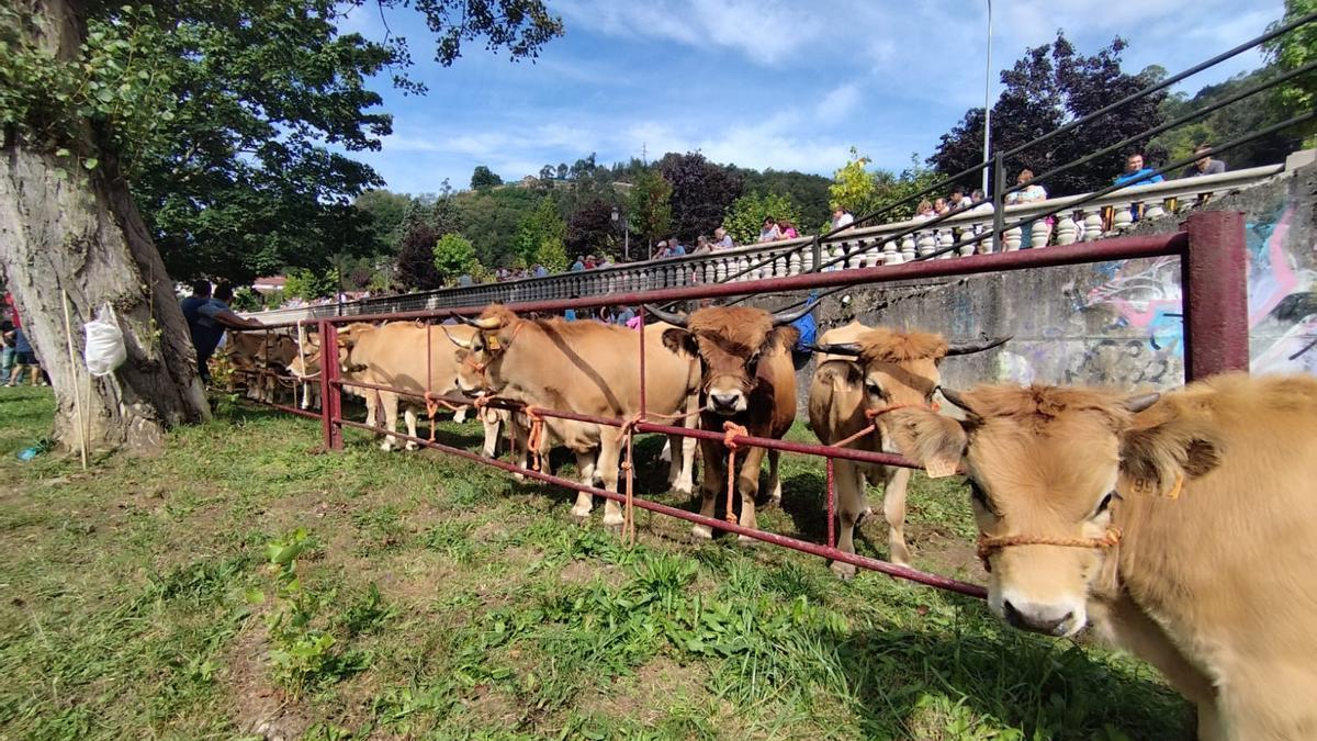 Feria de ganado de Femex en Sotrondio, San Martín del Reu Aurelio.