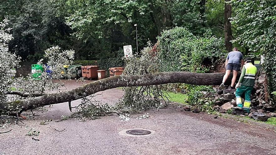 L&#039;arbre que va caure al parc Nou d&#039;Olot i que va fer tallar l&#039;avinguda Colòmbia.