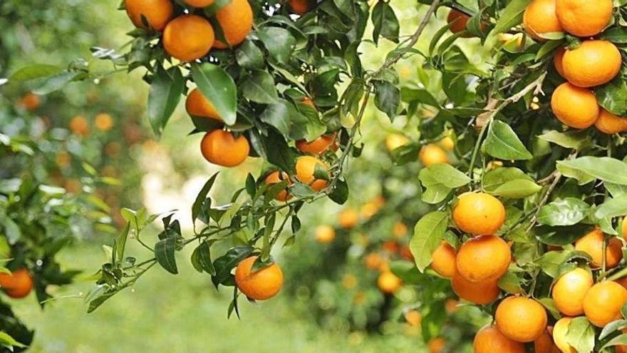Agricultores venderán sus naranjas a &quot;precio justo&quot; en un mercado extraordinario en València.