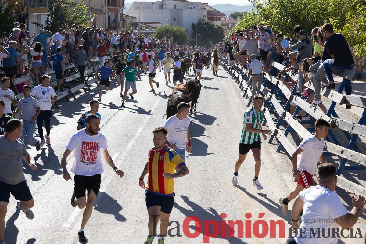 Cuarto encierro Feria del Arroz de Calasparra