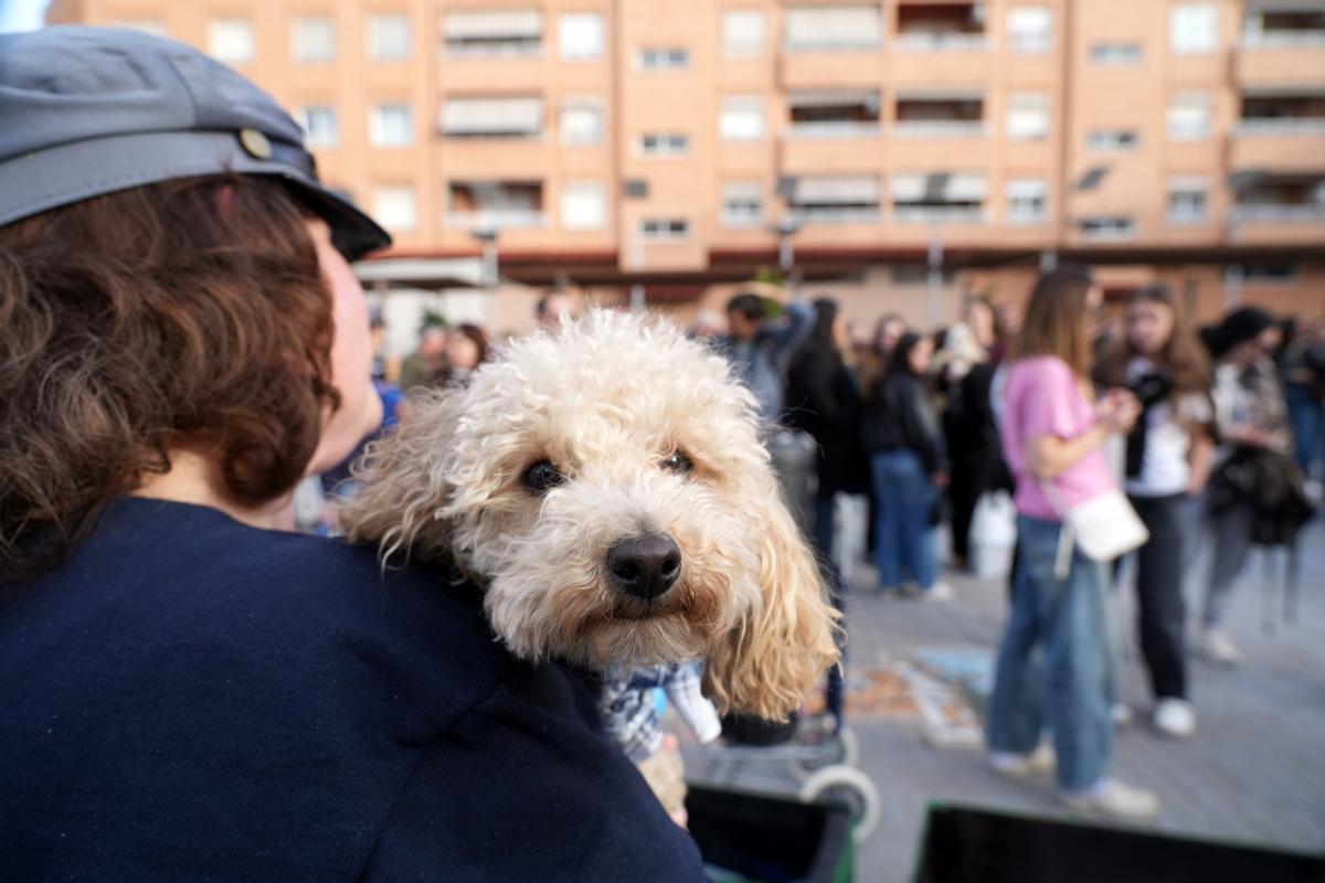 Mascotas disfrazadas en el Carnaval del Grau de Castelló. ¿Has participado? Búscate en esta divertida iniciativa