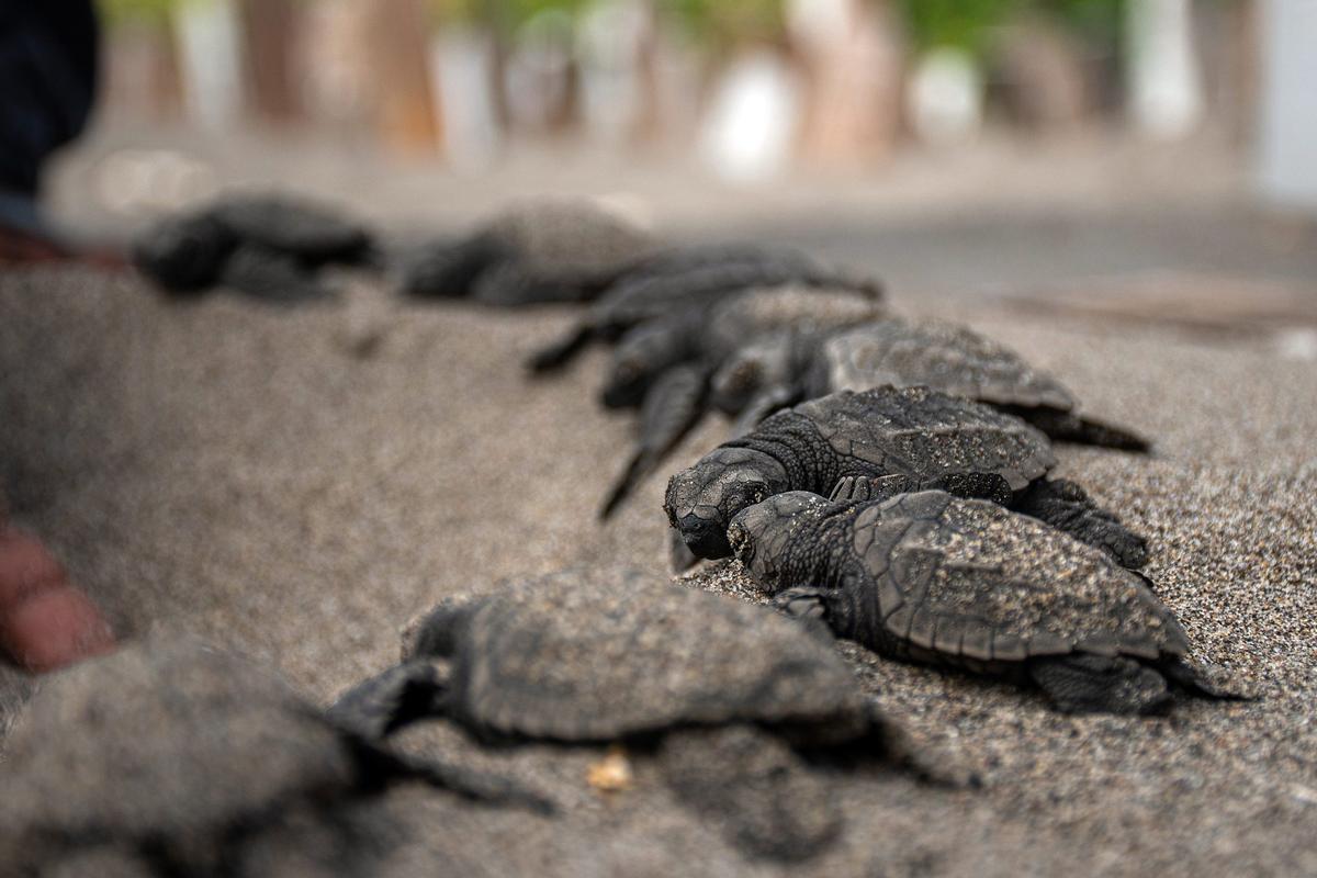 Crías de tortuga marina