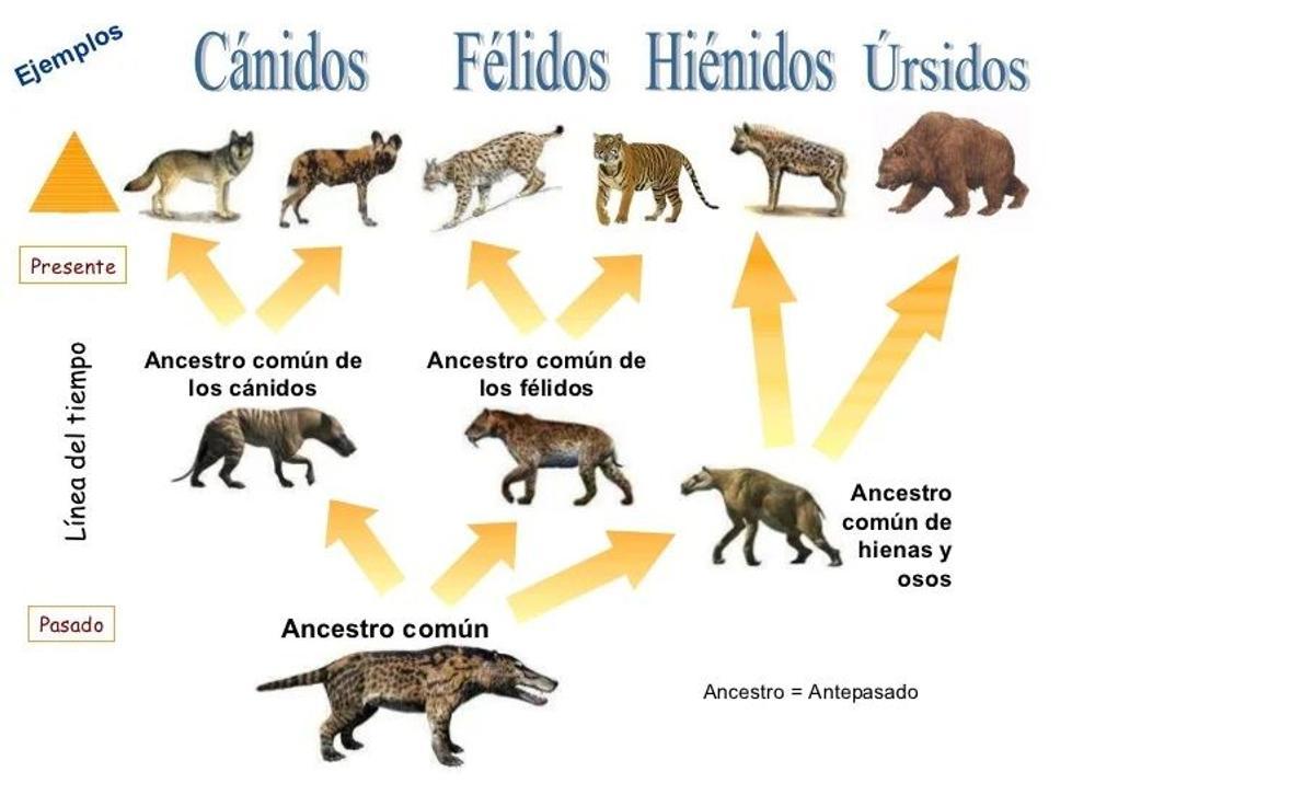 Evolución de algunas familias de animales