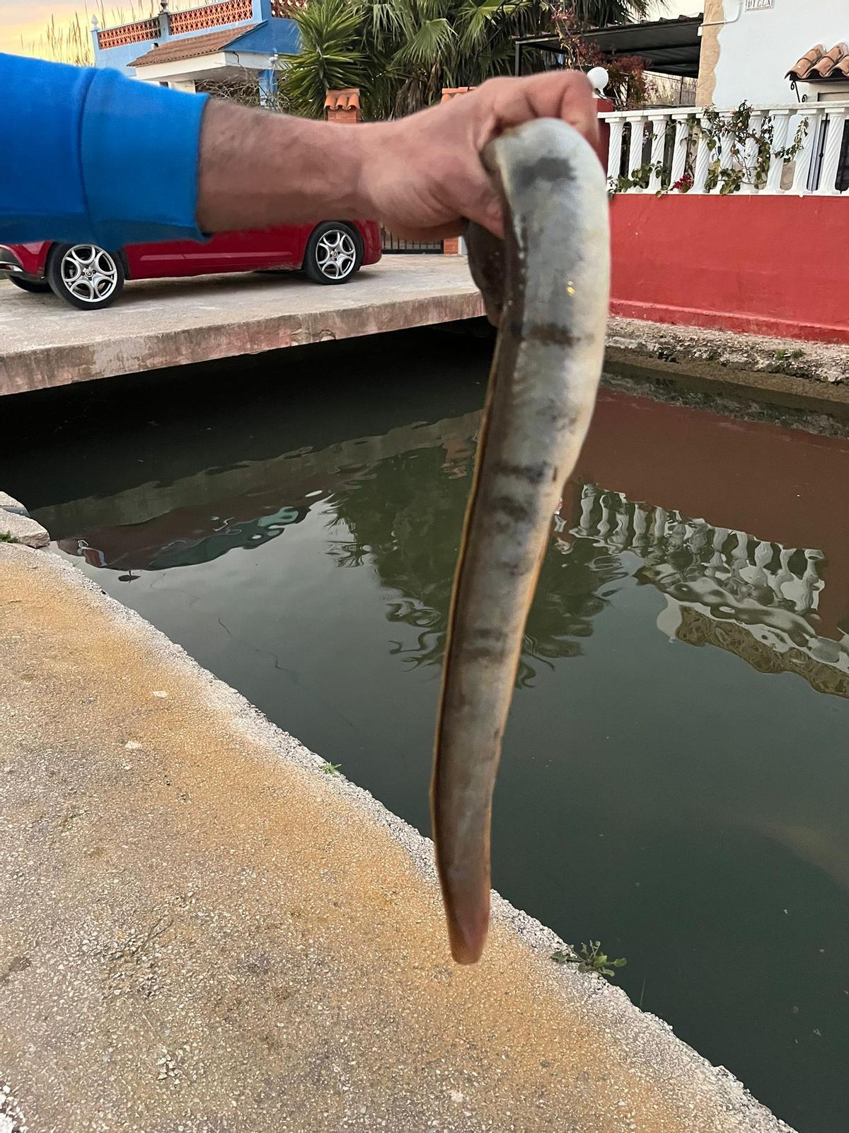 preocupa de manera especial que también haya ejemplares de anguilas, porque son una especie protegida y catalogada como vulnerable.