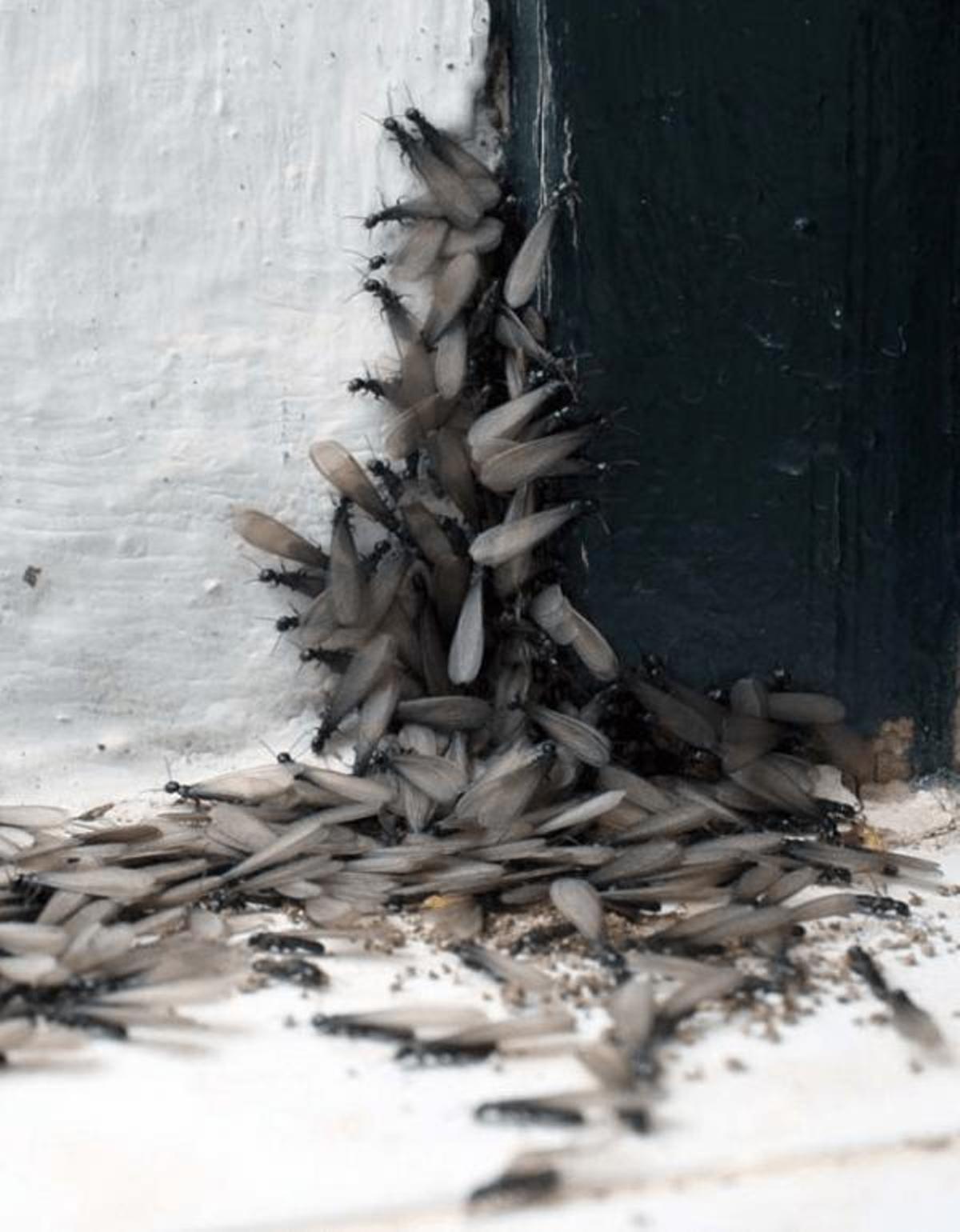 La presencia de termitas aladas, común en primavera, es otro indicio de la expansión de la colonia.