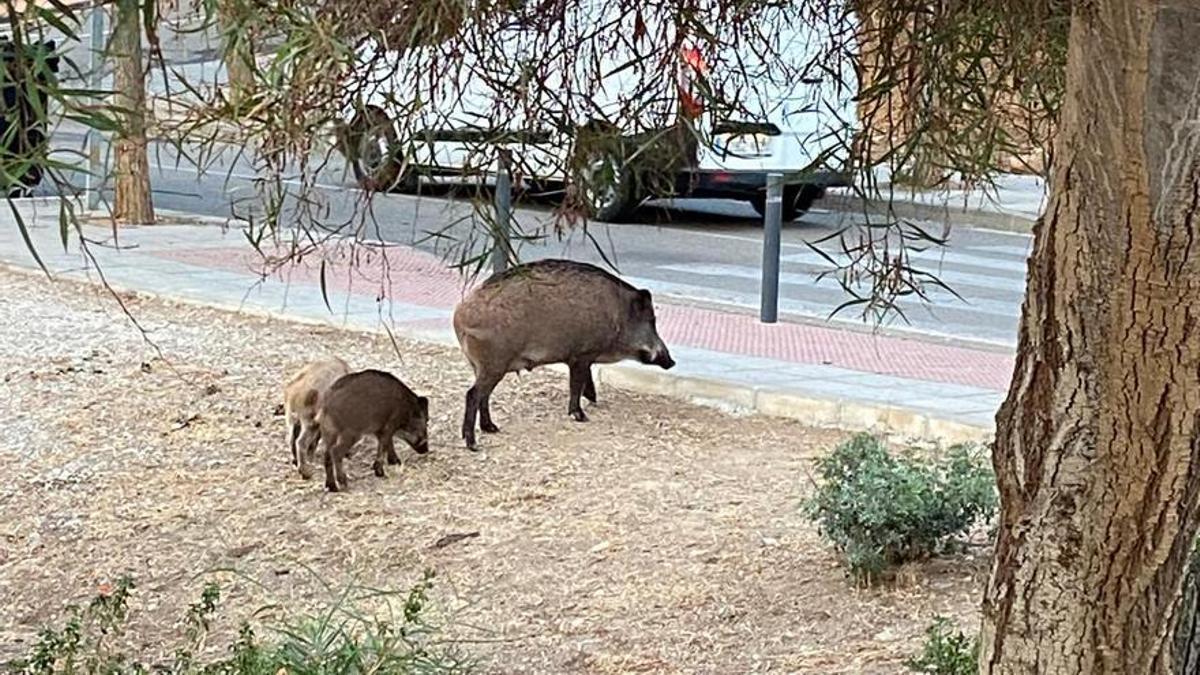 Jabaliés vistos en la Hacienda Paredes