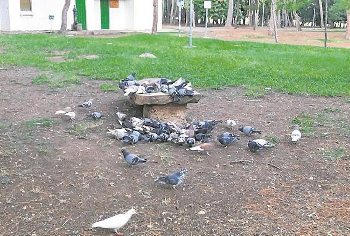 Planean desplazar a las palomas del Estadio de la Cerámica al Termet