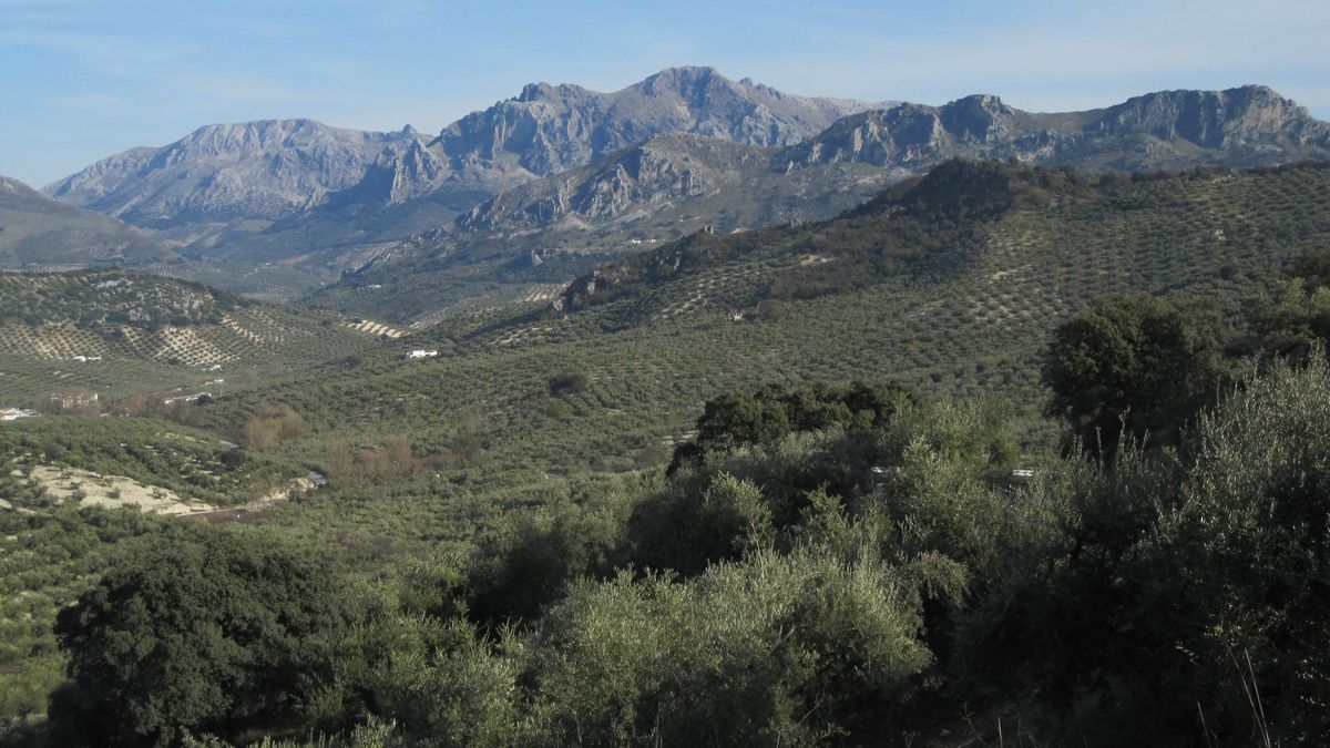 Imagen de archivo de una paisaje de olivar de sierra.