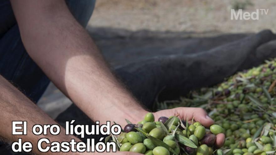 El aceite de oliva de Castellón está en peligro