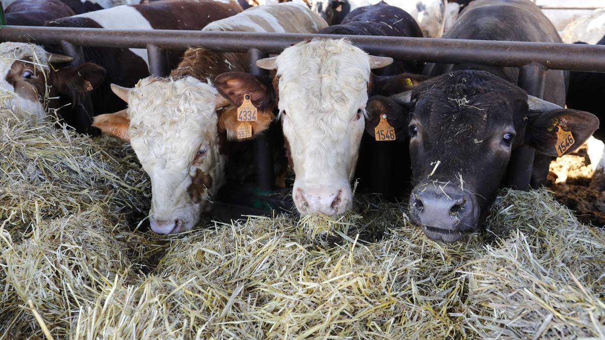 El ‘covid de las vacas’ continúa al alza y se extiende a l’Alcalatén