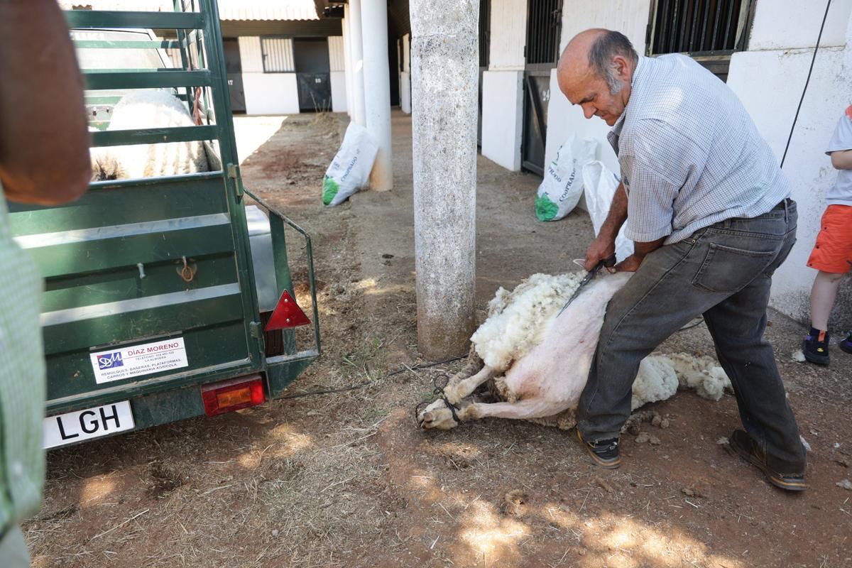 Fotogalería | Así se ha desarrollado la feria equina de Cáceres