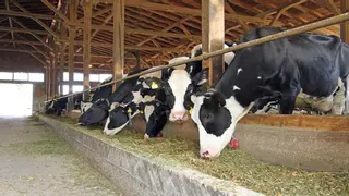 El cambio climático reduce la producción de leche, incluso con sistemas para refrigerar las vacas