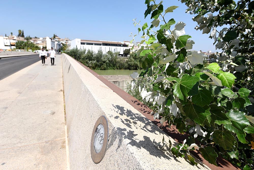 El Guadalquivir, un río frondoso a su paso por Córdoba