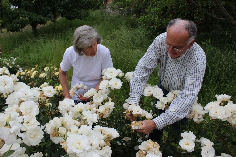 Las rosas se adelantan al Corpus en Castropol