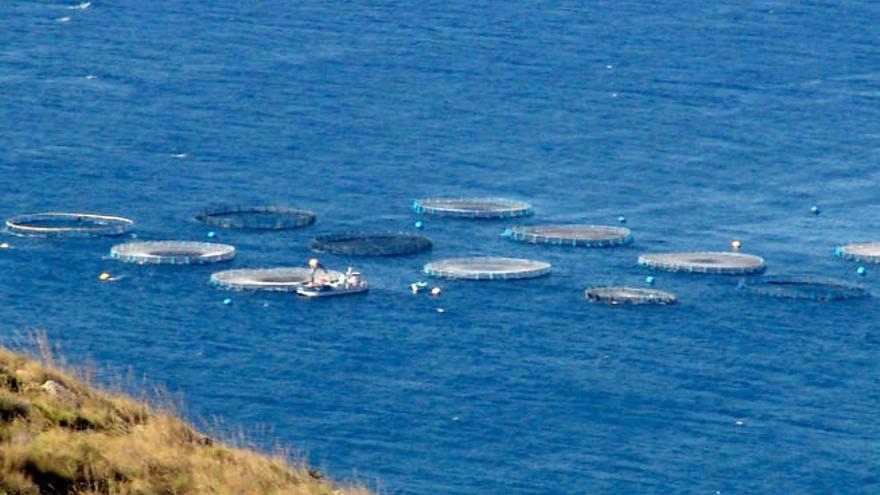 La acuicultura en Canarias genera 38 millones de euros