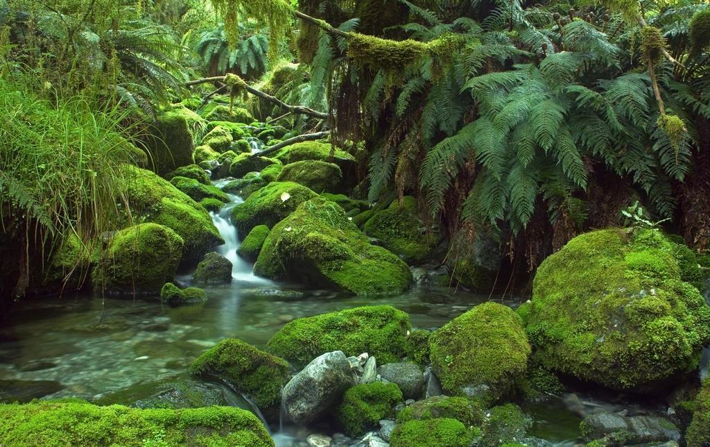 Una de las cascadas del Milford Track.
