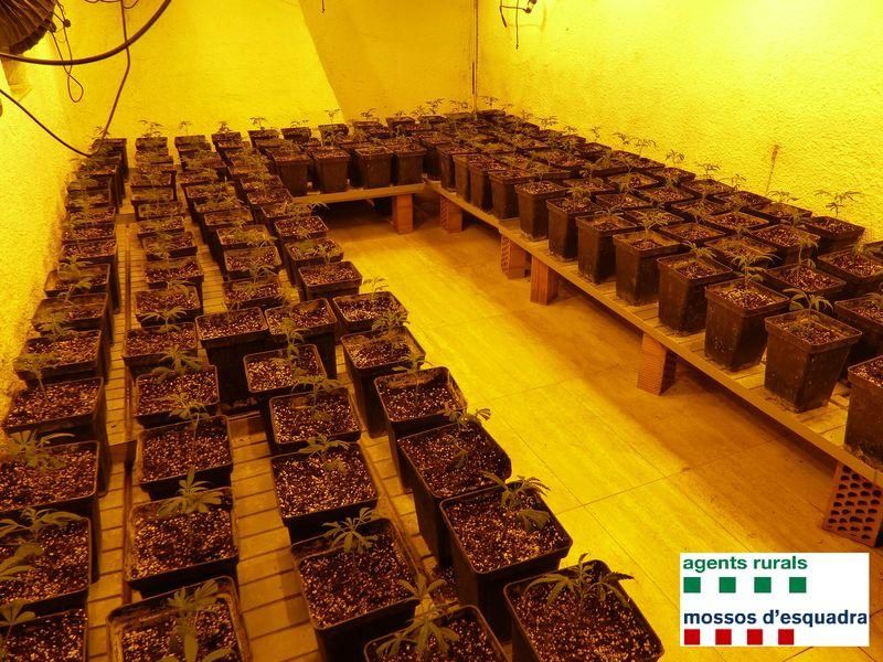 La plantació de marihuana comissada a Sant Joan de Mollet