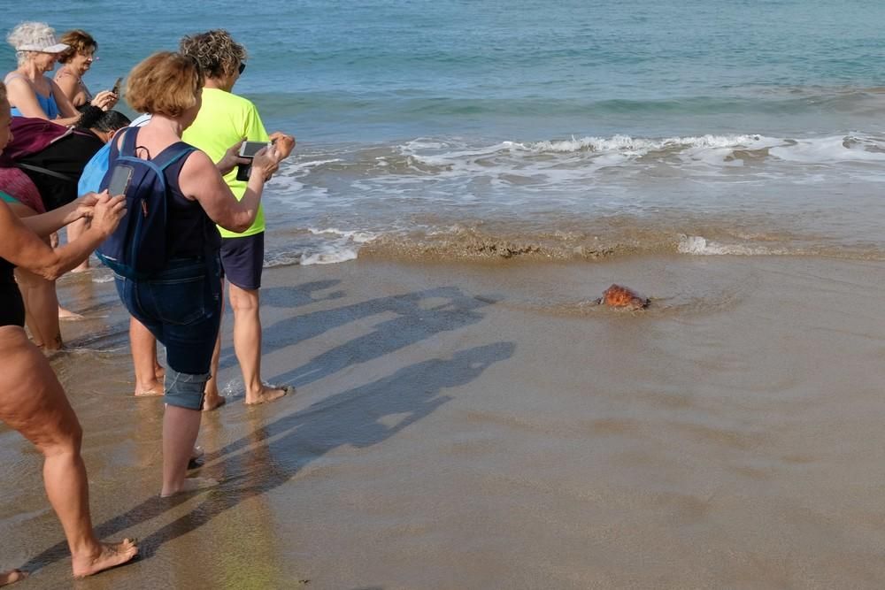 Suelta de una tortuga boba en Las Canteras