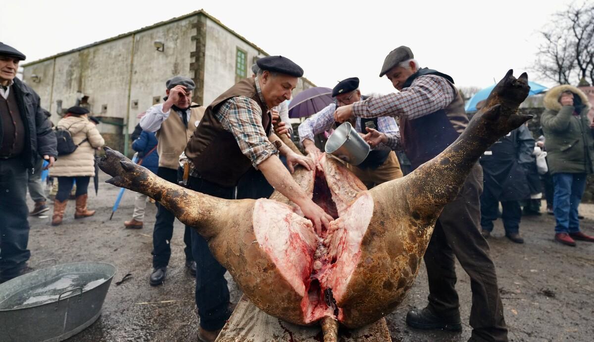 El cerdo Toñito en la Matanza Tradicional do Porco celebrada este domingo en Mouriscade, Lalín