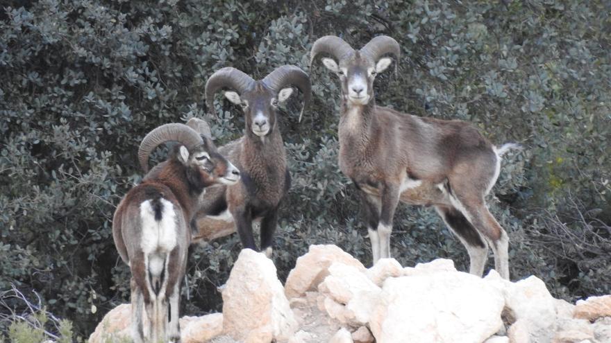 Los agricultores alertan sobre el daño de la fauna salvaje a los cultivos en la montañas con pérdidas de 10 millones de euros