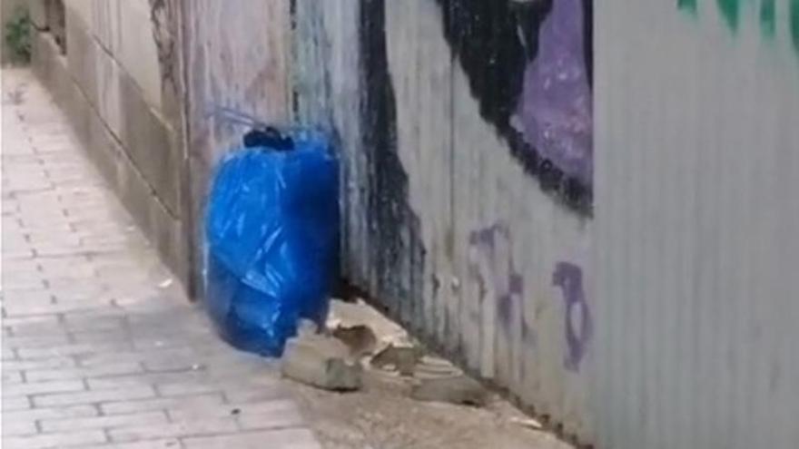 Invasión de ratas en la calle Las Armas: "Tengo que andar pisando fuerte para que no se acerquen. Me dan mucho miedo"