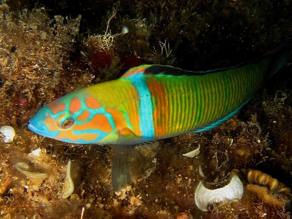Un macho de pez verde, fredi o fredí (Thalassoma pavo).