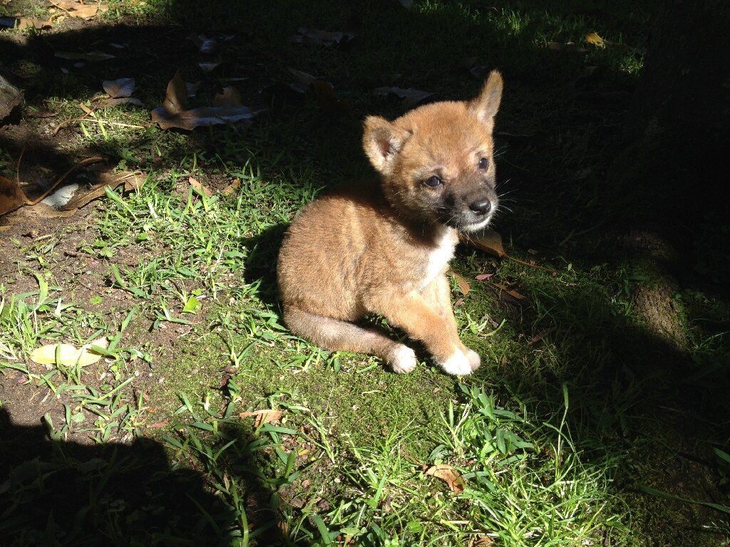 es un dingo clasificado como un perro