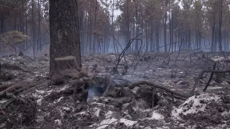 Incendios en Francia y Las Landas: Biscarrosse, pueblo devastado por las llamas