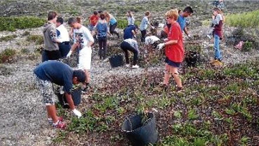 Una de les jornades en què grups de voluntaris han participant per arrencar la planta.