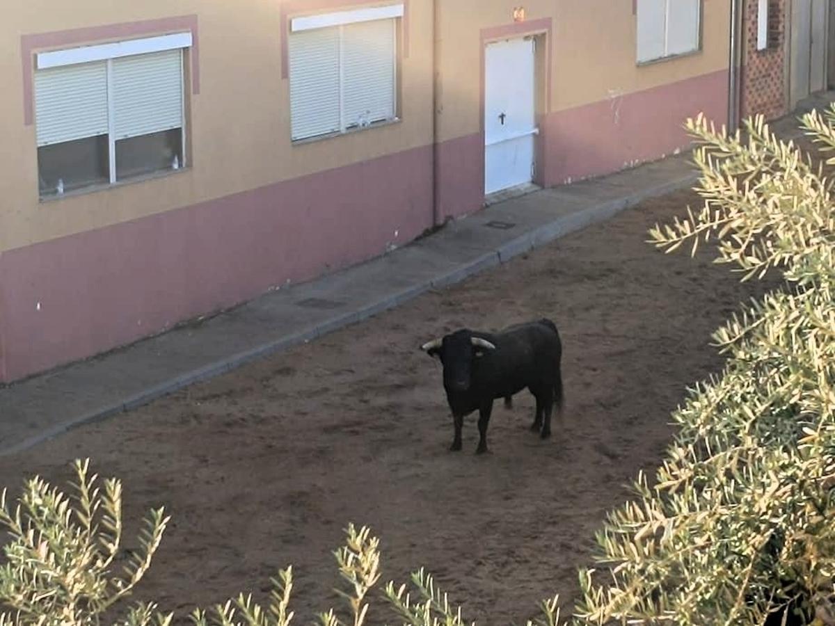 La fiesta taurina de Villanueva de Azoague, en imágenes La fiesta taurina de Villanueva de Azoague, en imágenes