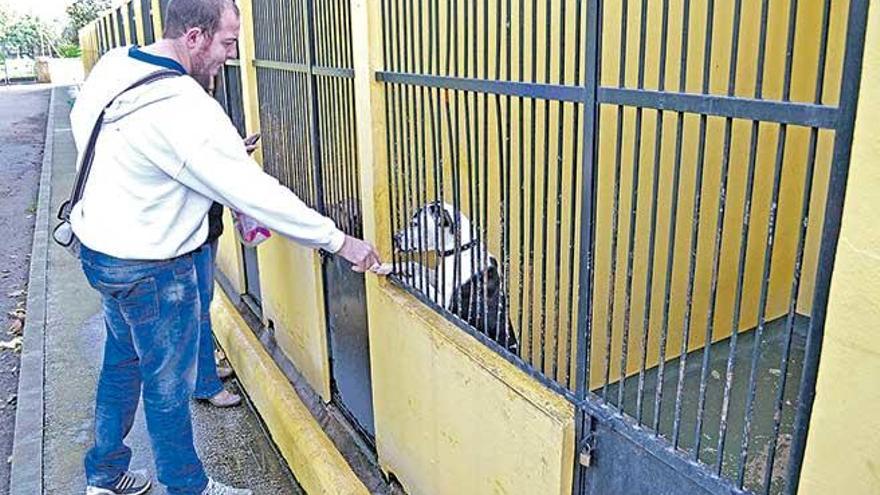 Las jaulas de Son Reus están prácticamente llenas.