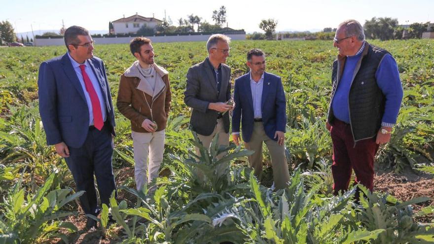 El cultivo de alcachofas crece un 9,5% y alcanza las 2.000 hectáreas en la Vega