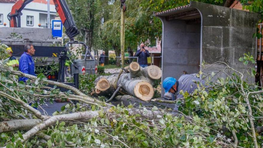 Varios operarios cortan uno de los árboles del Xardín Umbrío. |   // I. A.