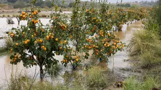 Las naranjas serán el cultivo principal del Reino Unido en 2080 debido al cambio climático