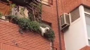 Captura del vídeo en el que se ve al perro cayendo del balcón de un segundo piso de Novelda (Alicante).