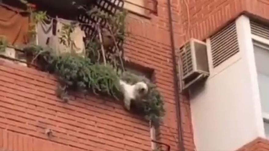 Captura del vídeo en el que se ve al perro cayendo del balcón de un segundo piso de Novelda (Alicante)